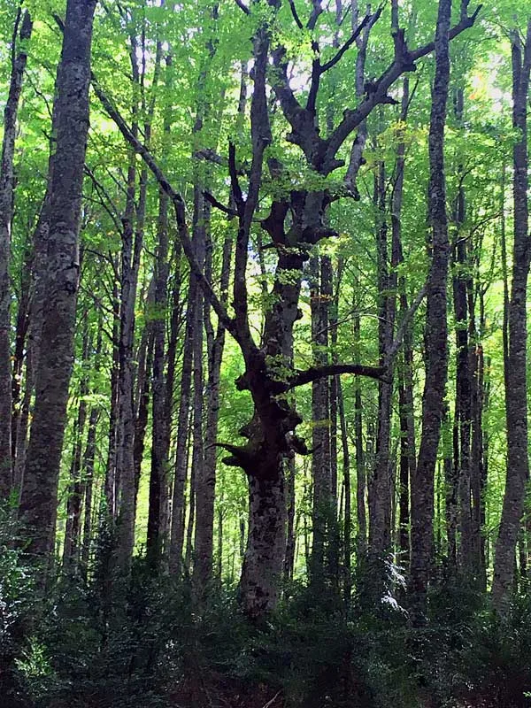 Bosques entorno Isaba Bosques entorno Isaba