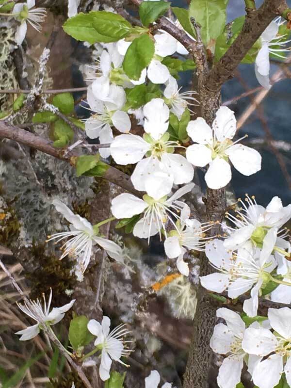 Primavera en Valle de Roncal