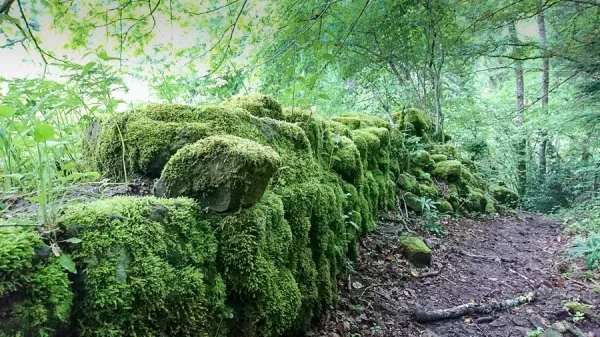 Pistas forestales entorno Isaba Pistas forestales entorno Isaba