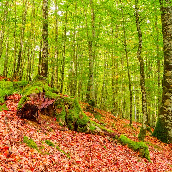 Selva de Irati, Navarra